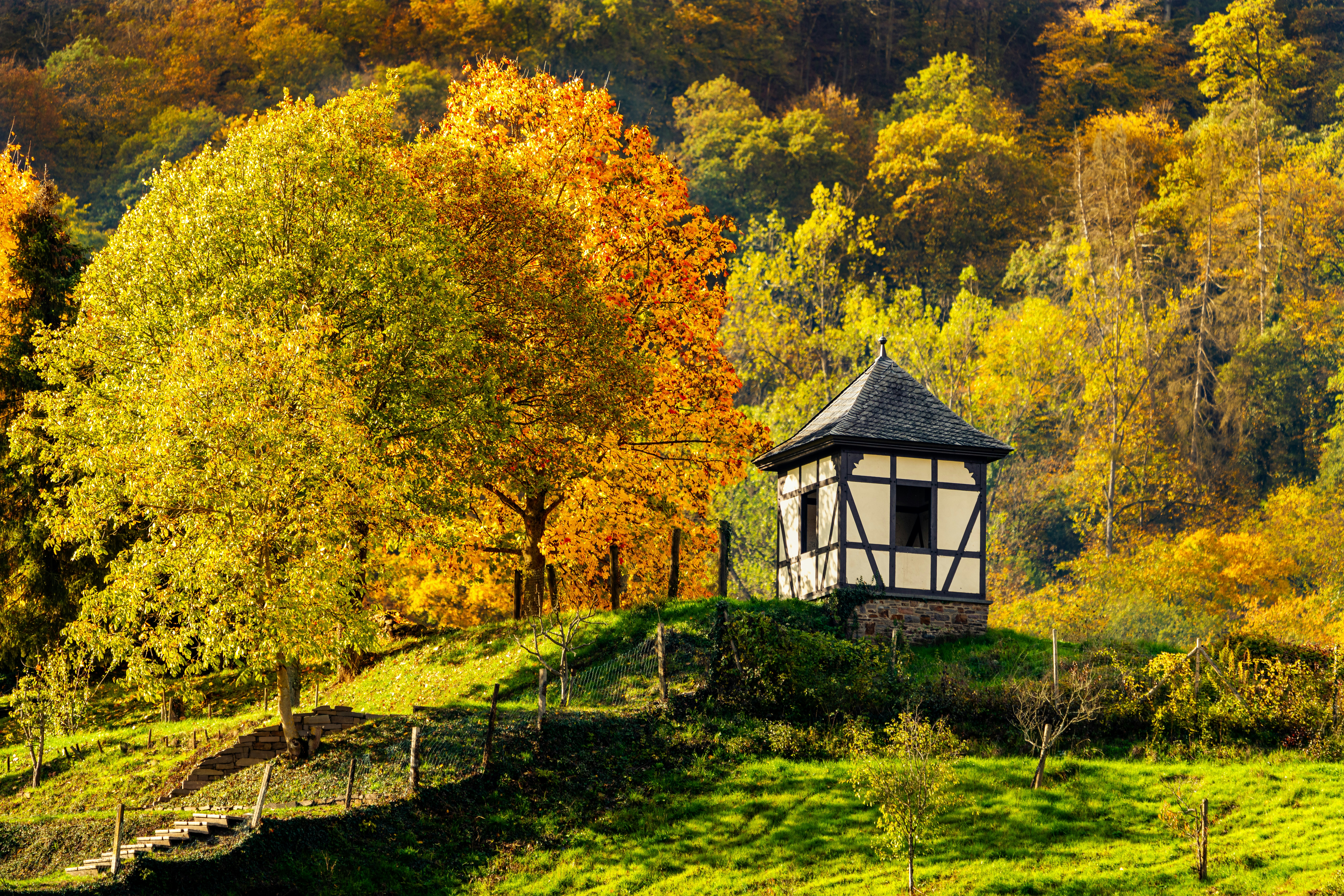 Une petite maison dans une fort photo  Image gratuite de Vert sur Unsplash