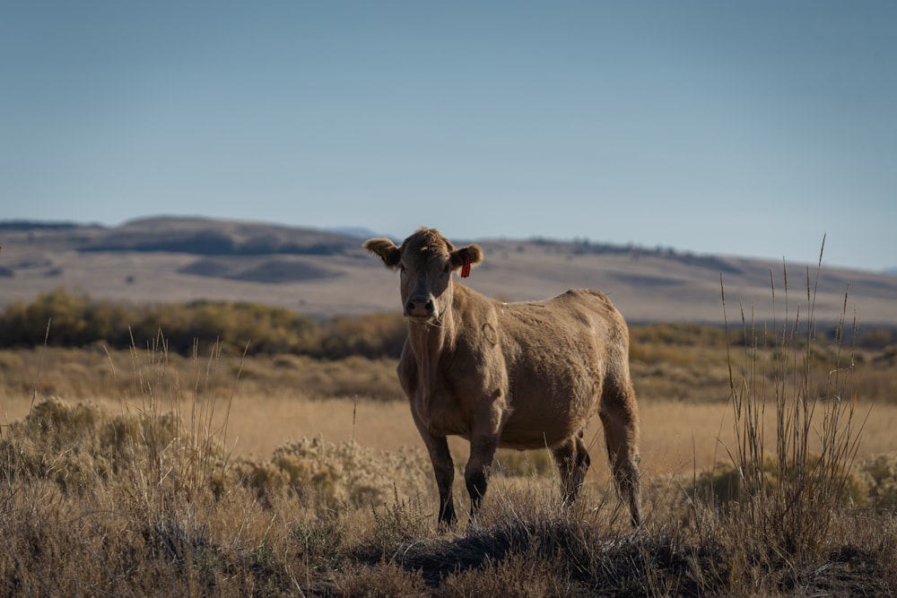 a cow standing in a field