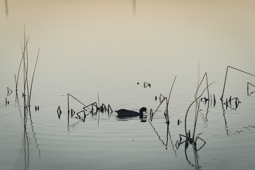 Un canard nageant dans un lac