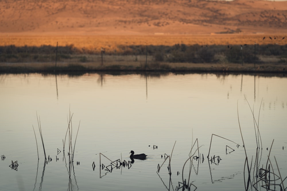 um lago com árvores e um pôr do sol