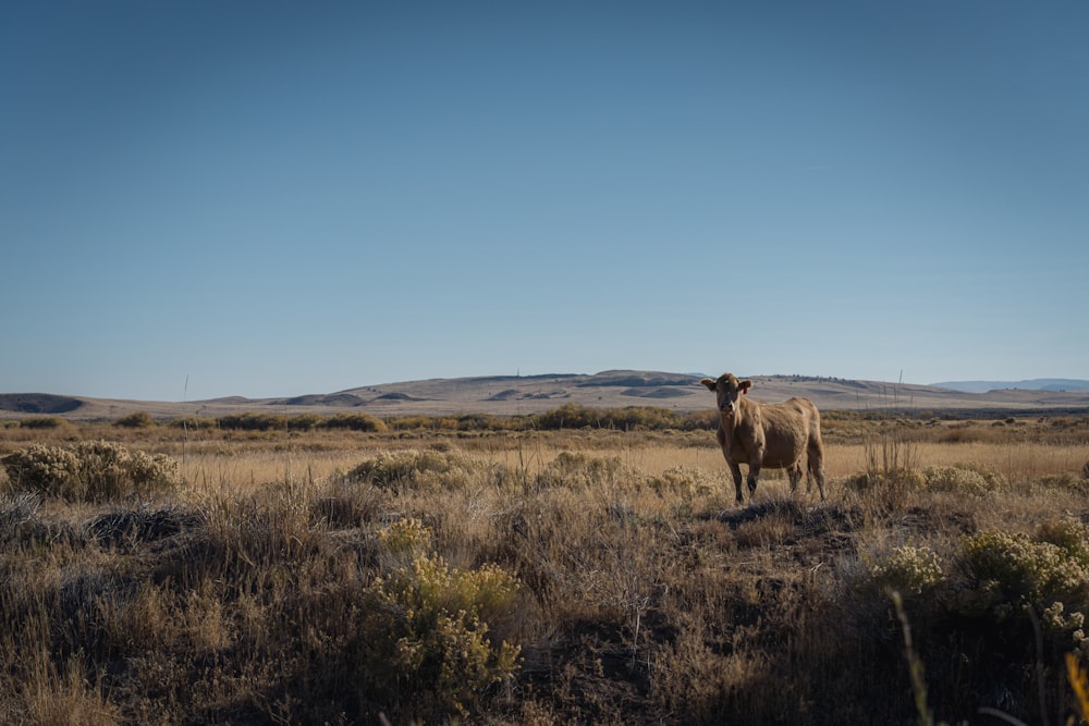 a camel in a field