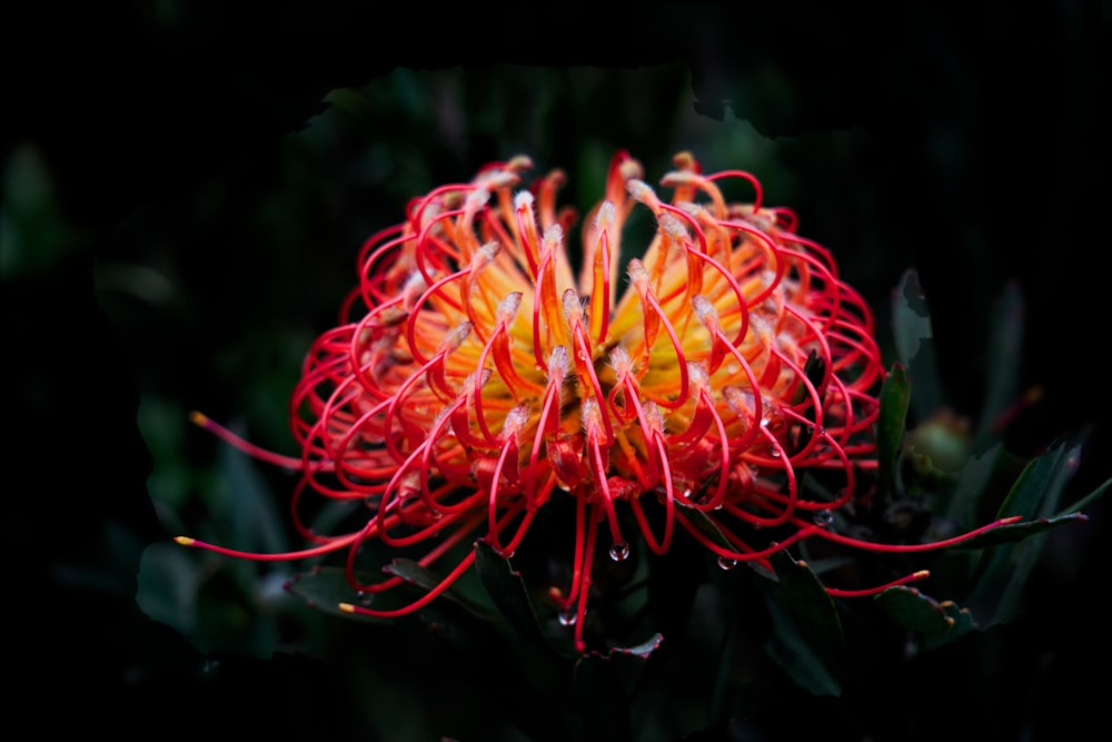 une fleur rouge aux feuilles vertes