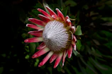 Protea repens at Reubens Choice Bioreserve.