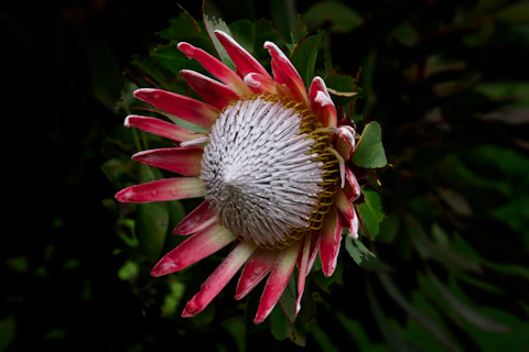 Protea repens at Reubens Choice Bioreserve.