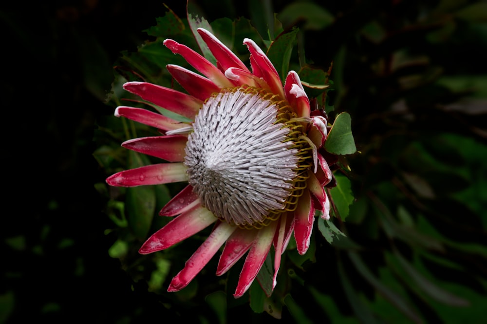 a close up of a flower