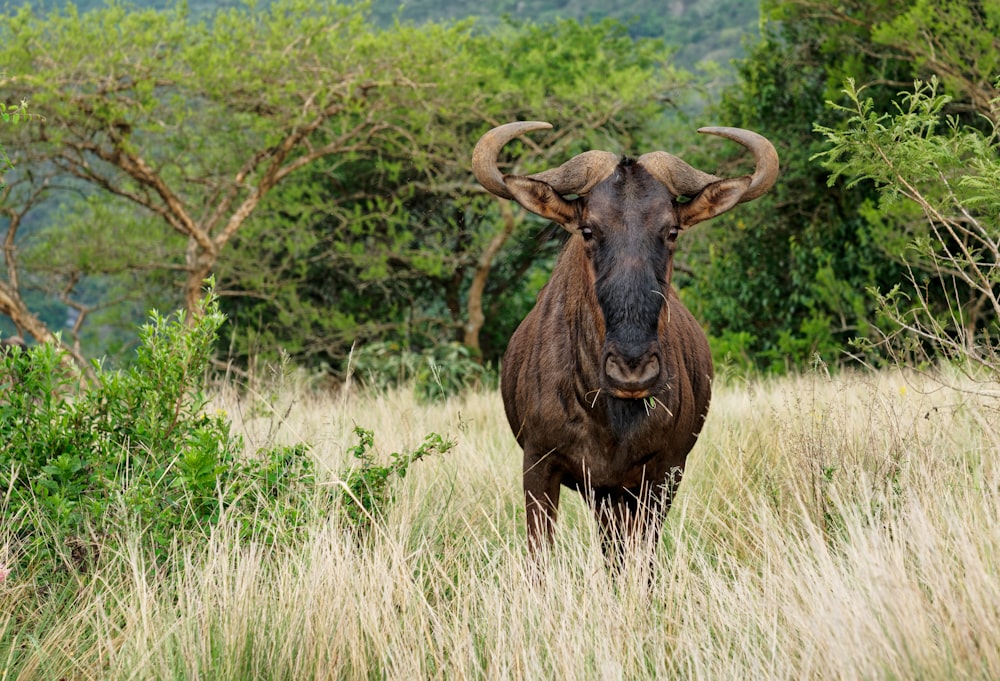 a buffalo in a field