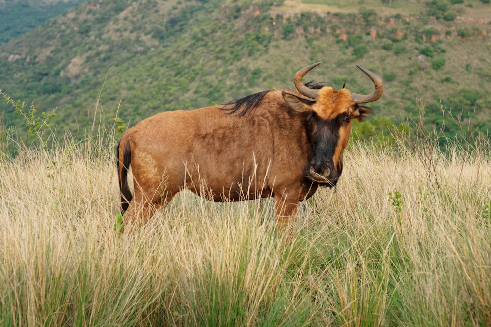 a buffalo standing in a field
