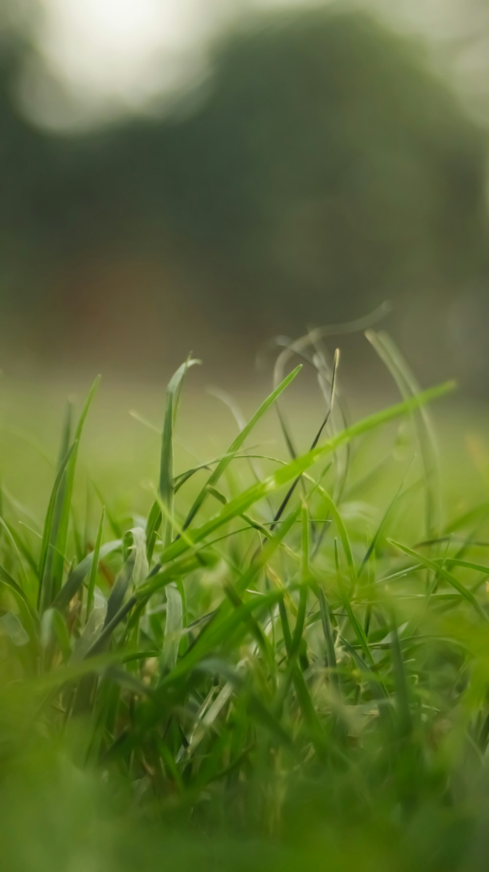 close up of grass