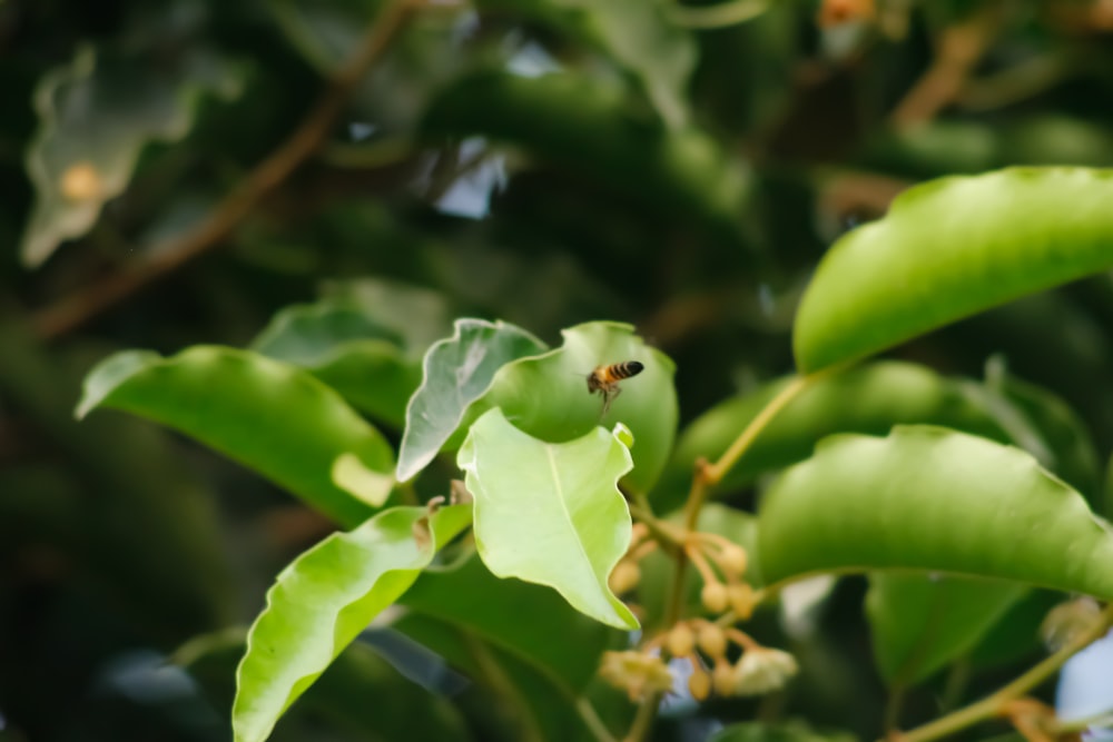 a bee on a plant