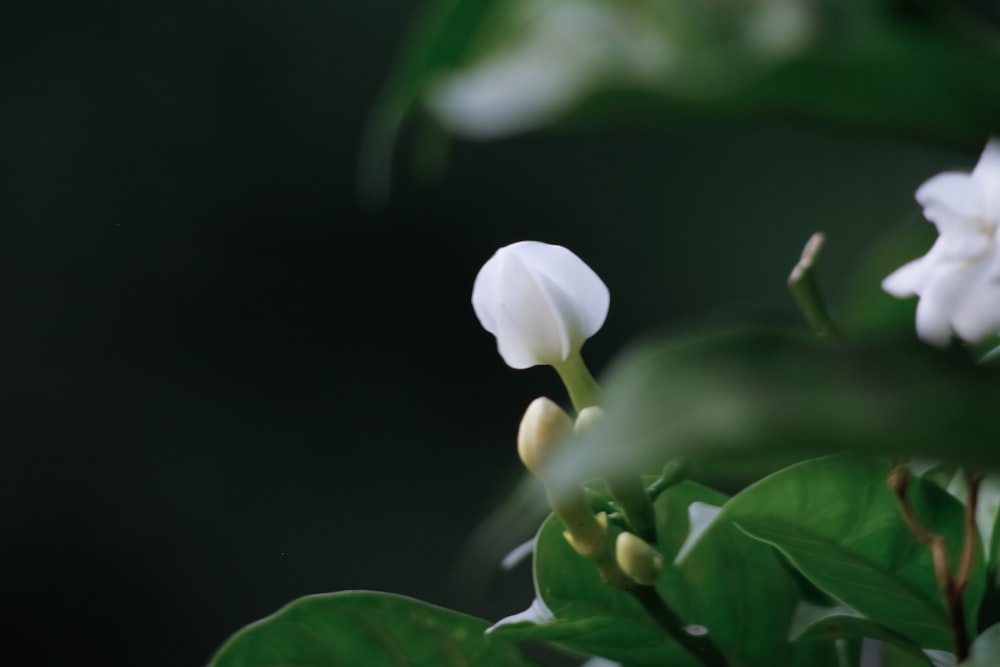 a close up of a flower