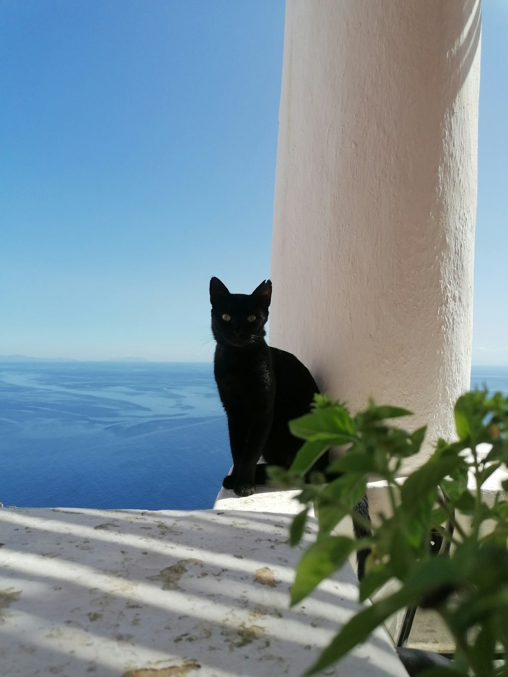 a cat sitting on a ledge