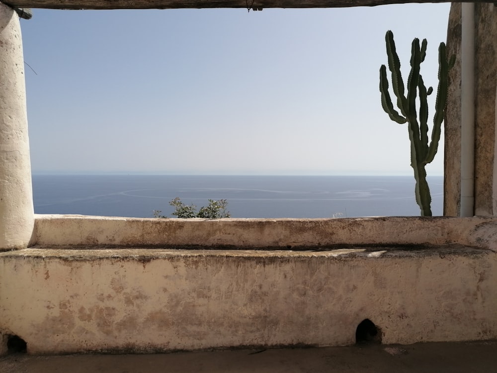 a plant growing out of a wall