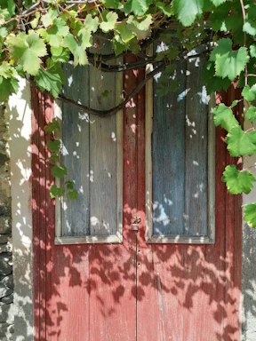 A rustic wine cellar door with grapevines climbing around it under a warm sunset.