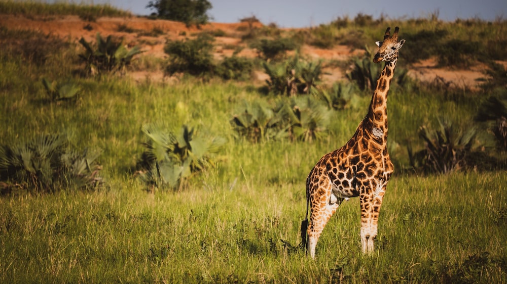 a giraffe standing in a field