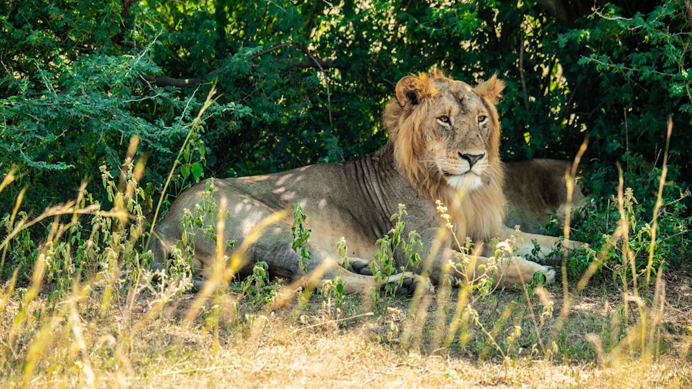 a lion lying down in the grass