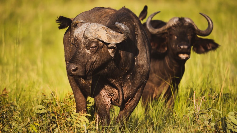 a couple of buffalos in a grassy field