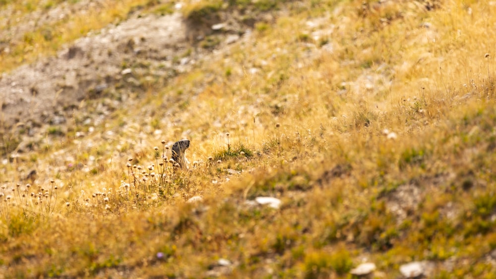 Un cane che corre in un campo