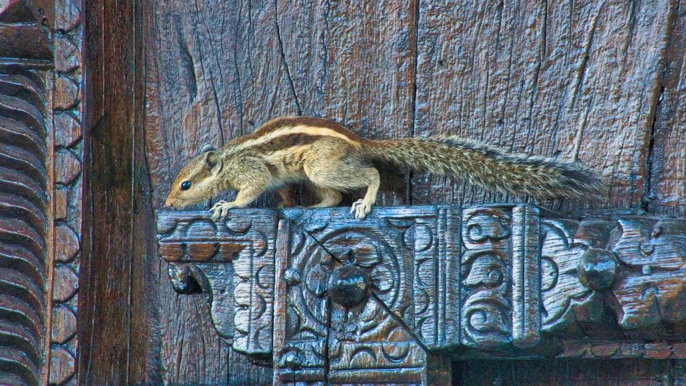 a squirrel on a wood surface
