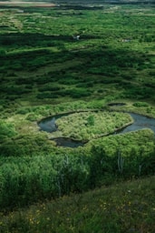 a river running through a green landscape