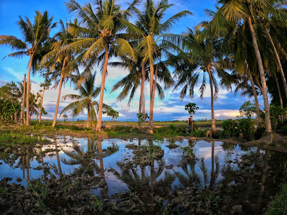 a body of water with trees around it