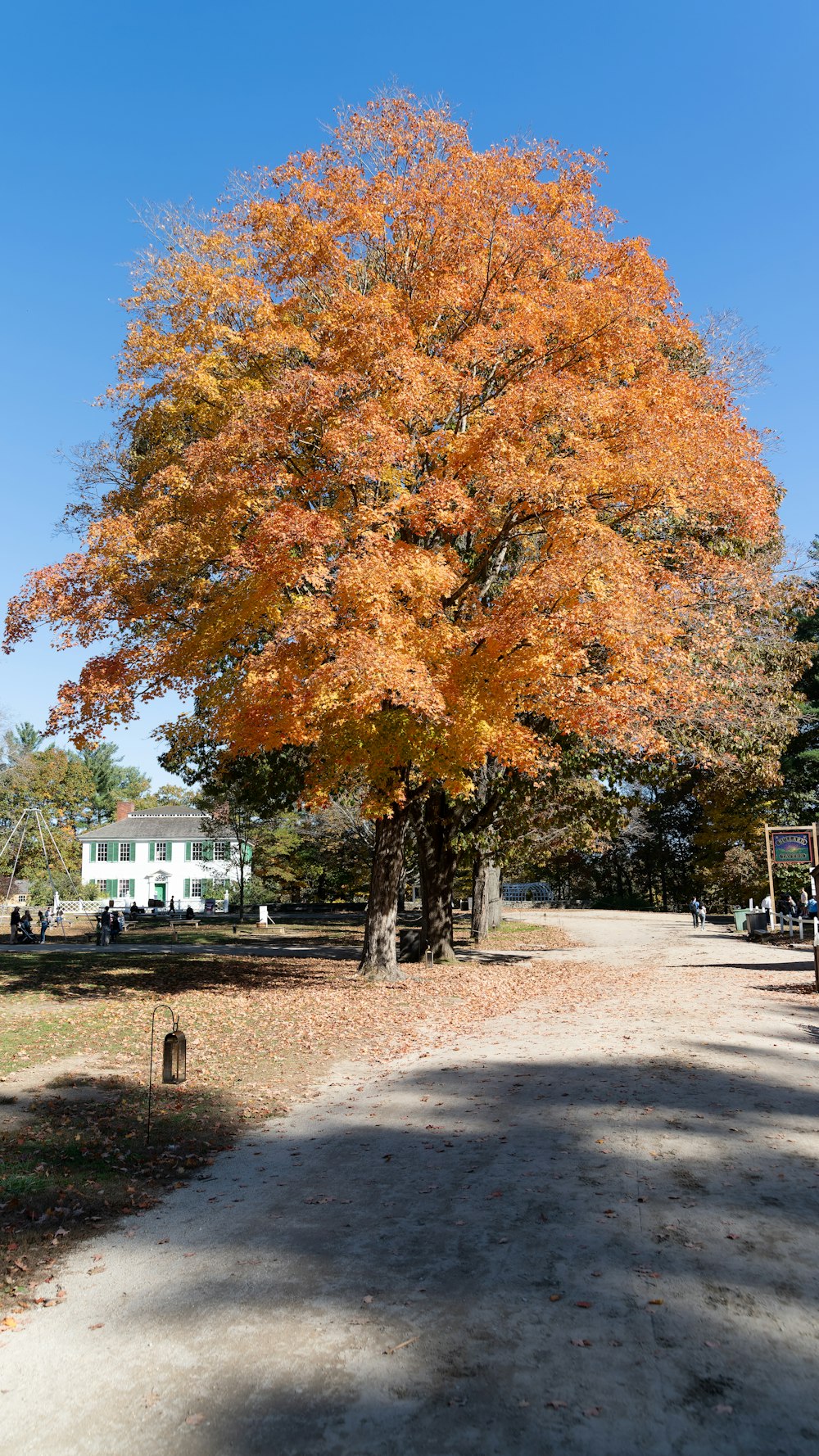 a tree with yellow leaves