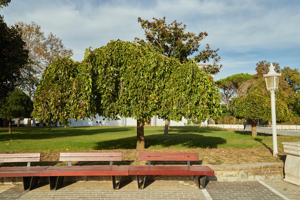 a park with benches and a tree
