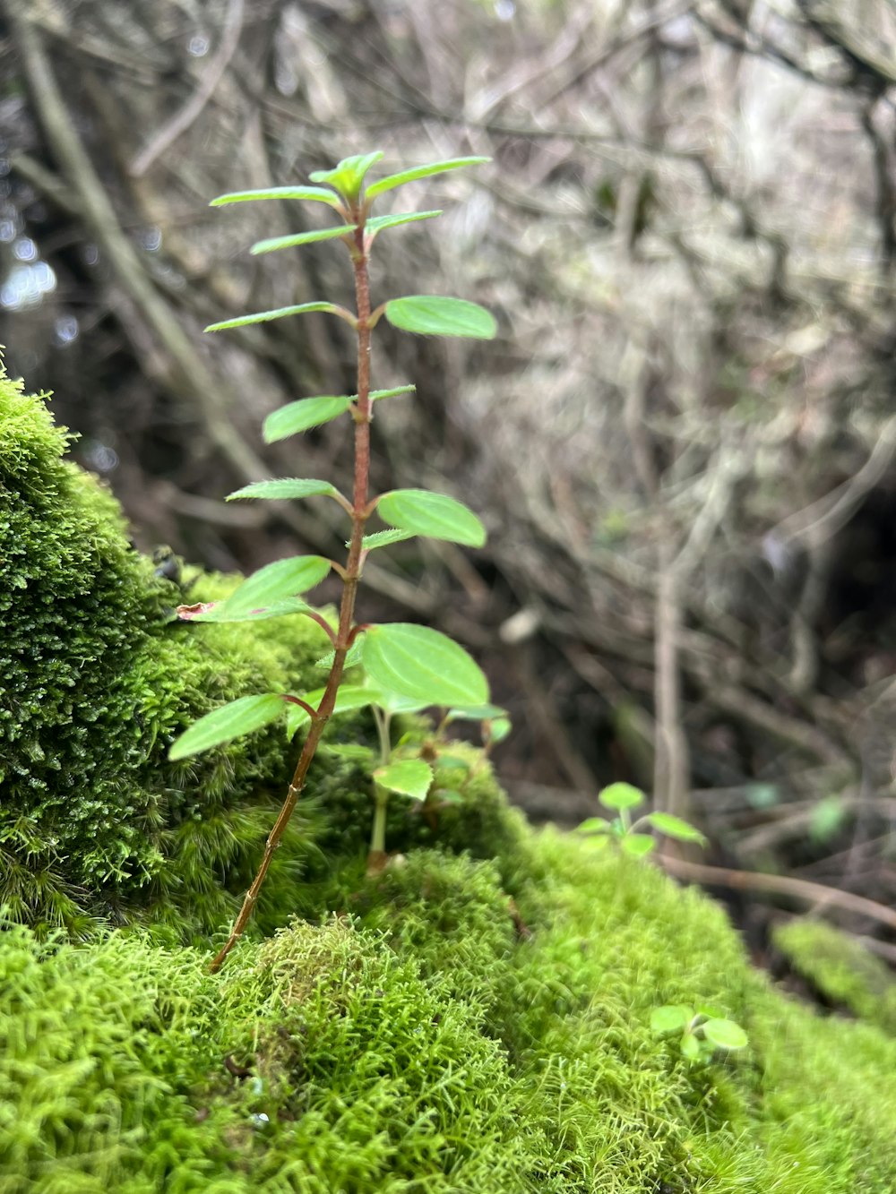 a green plant growing in a forest