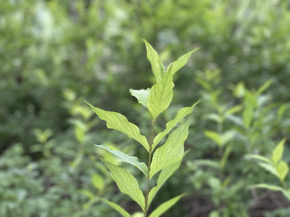 a close up of a plant