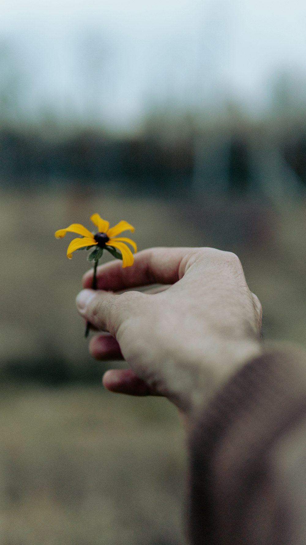 a hand holding a yellow flower