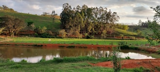 Pasture with grazing cattle and a small pond nearby