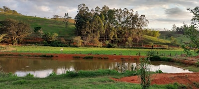 Pasture with grazing cattle and a small pond nearby