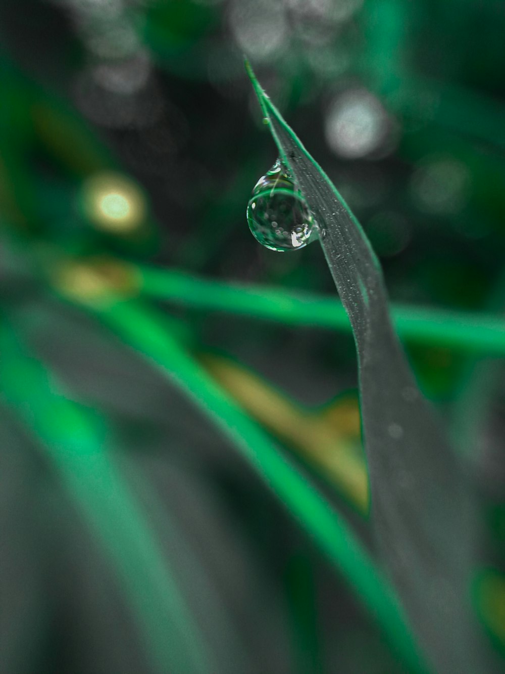 a close up of a drop of water on a leaf