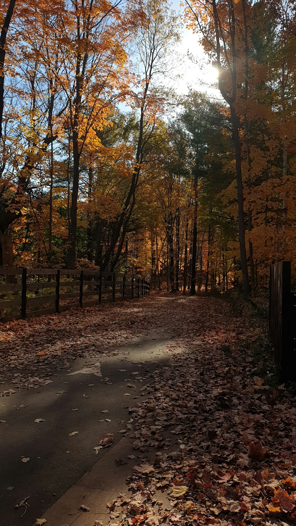 a path with trees on the side