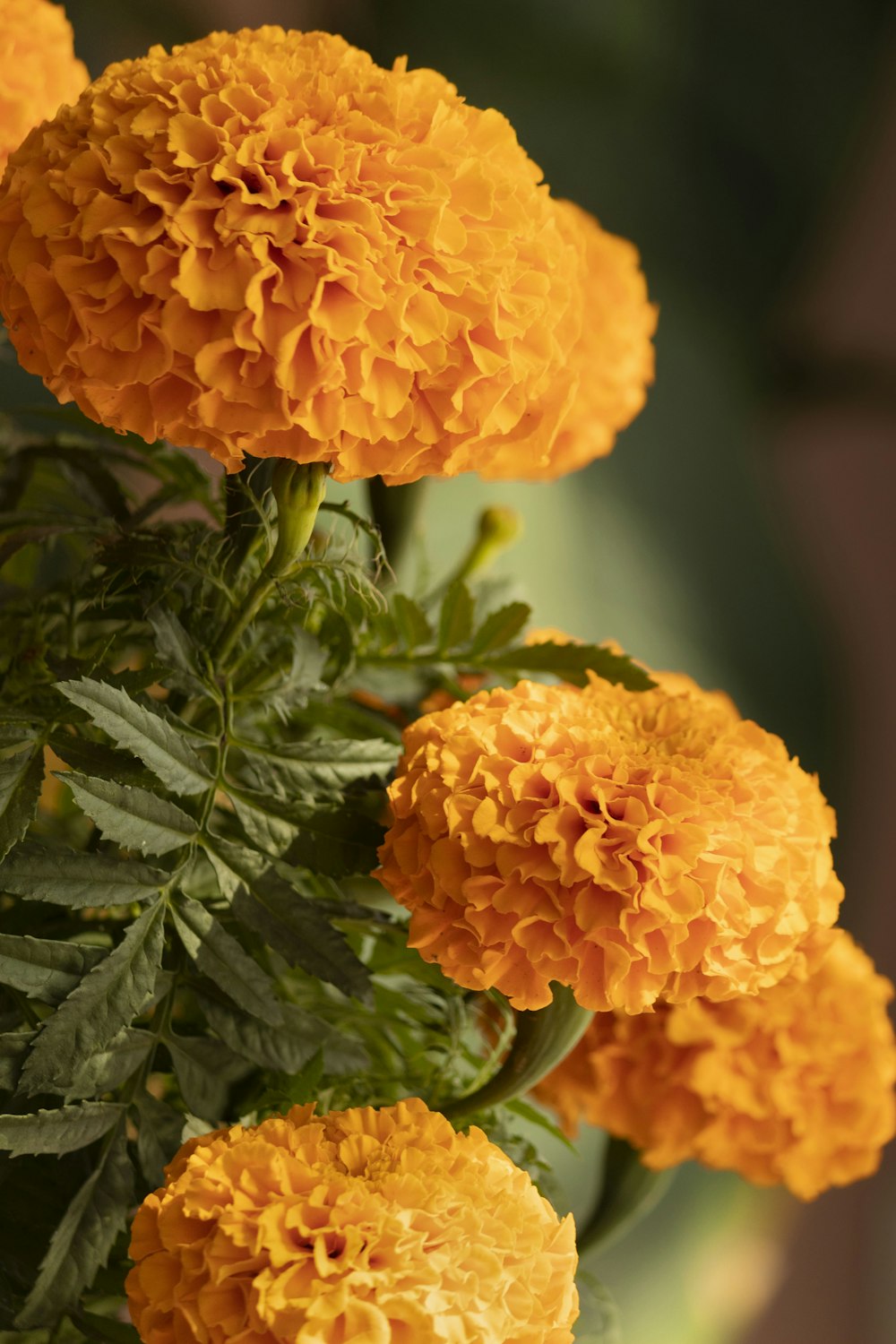 Un grupo de flores naranjas