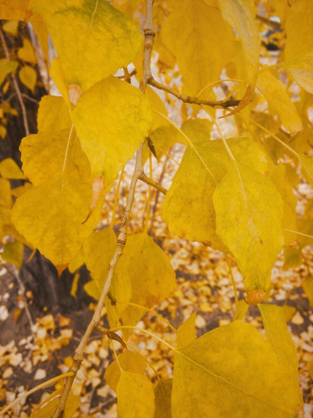 a group of yellow leaves