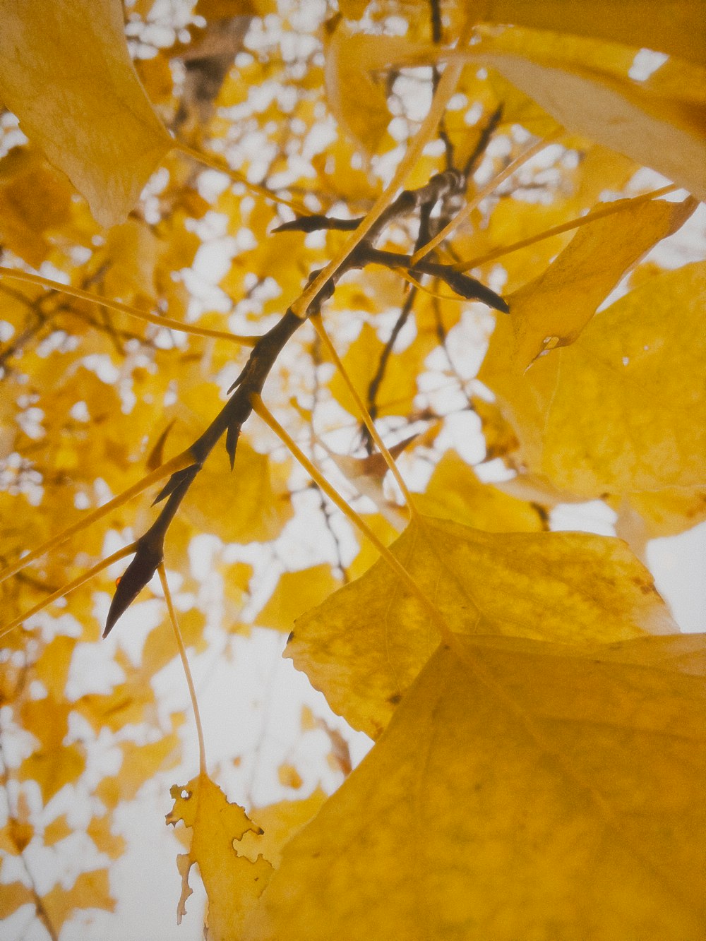 a close up of yellow leaves