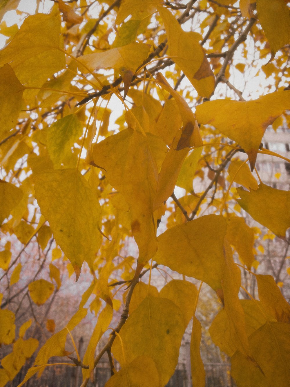 a group of yellow leaves