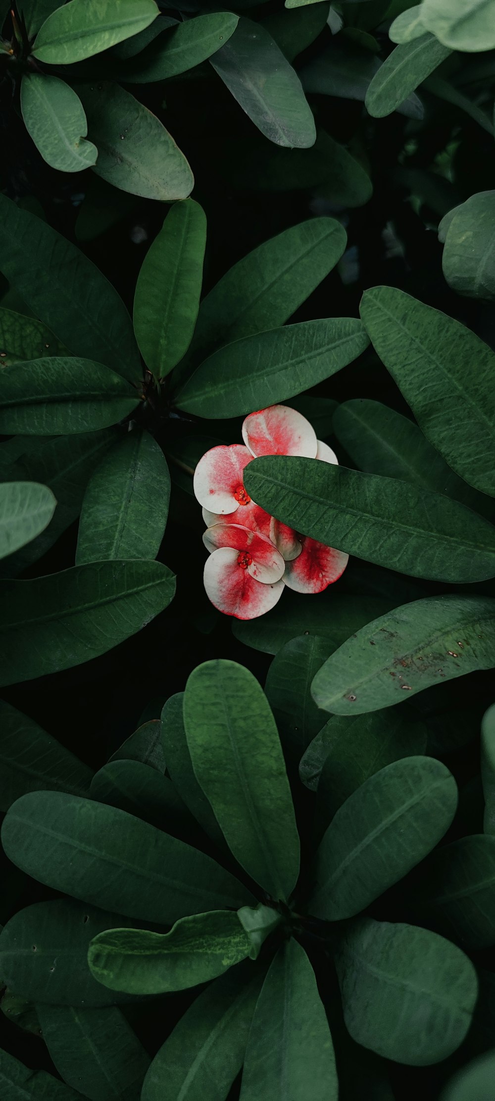 a flower on a plant