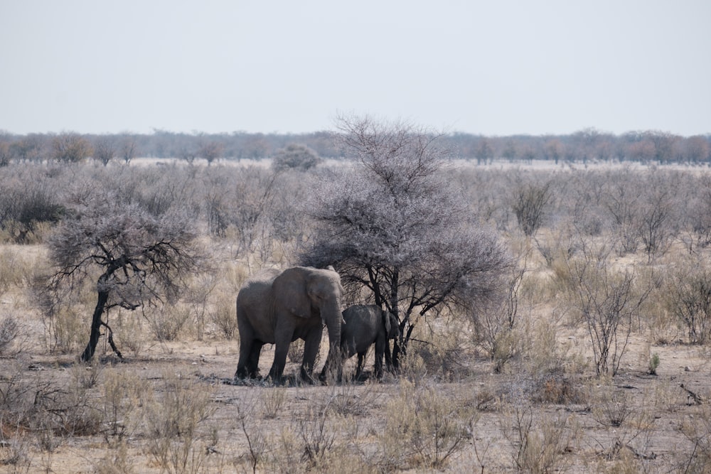 Elefanten, die in freier Wildbahn spazieren gehen