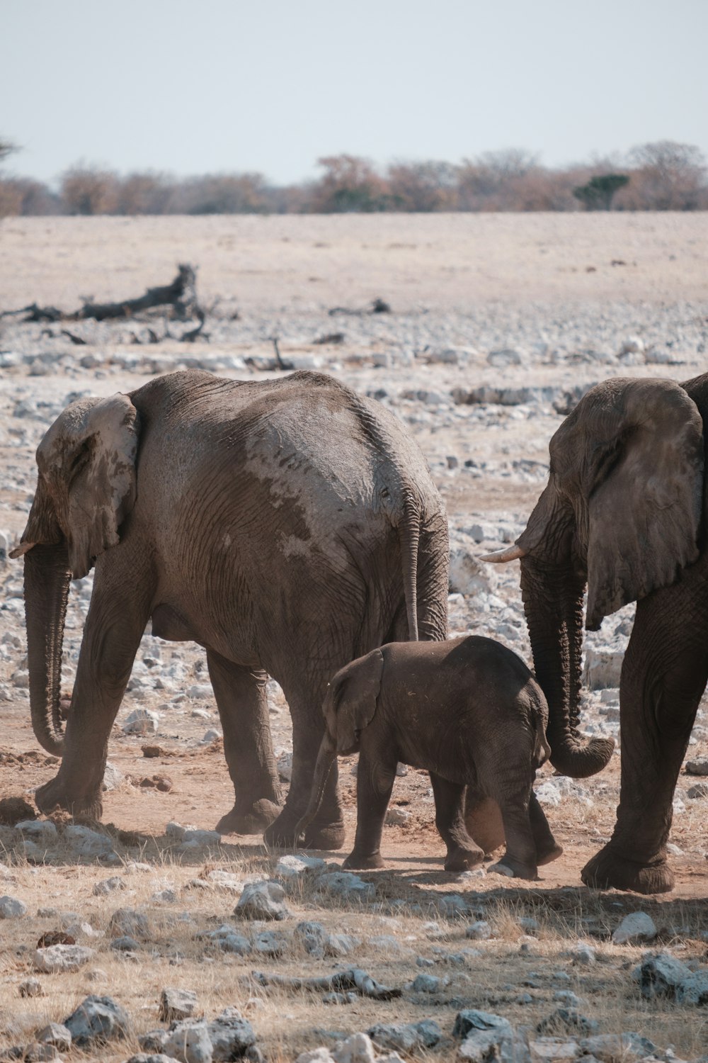 Eine Gruppe von Elefanten geht auf einem Feld spazieren