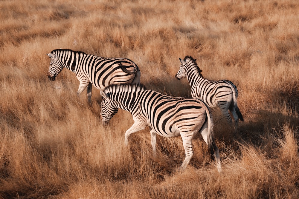 zebras in the wild