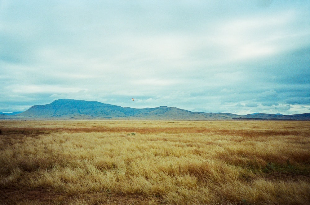 a field of brown grass with mountains in the background