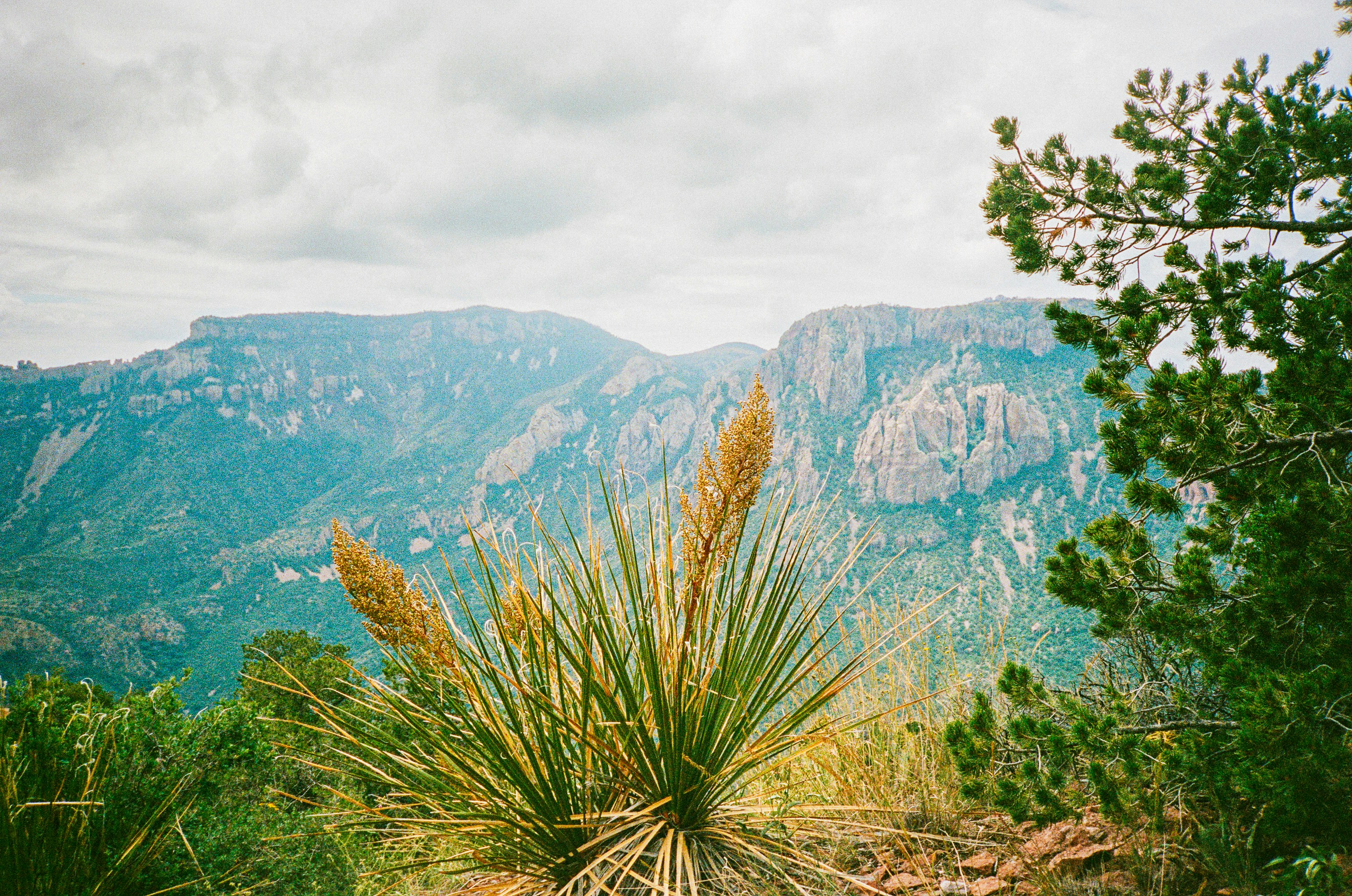 Restoring Biodiversity - 8/27/2024