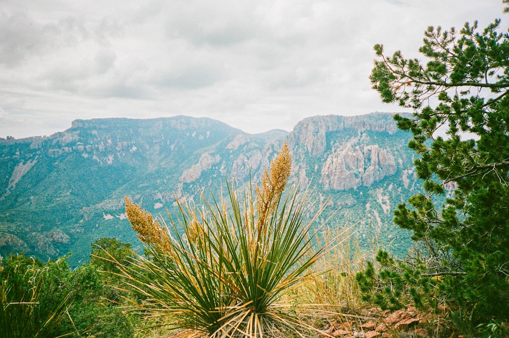 a mountain range with trees