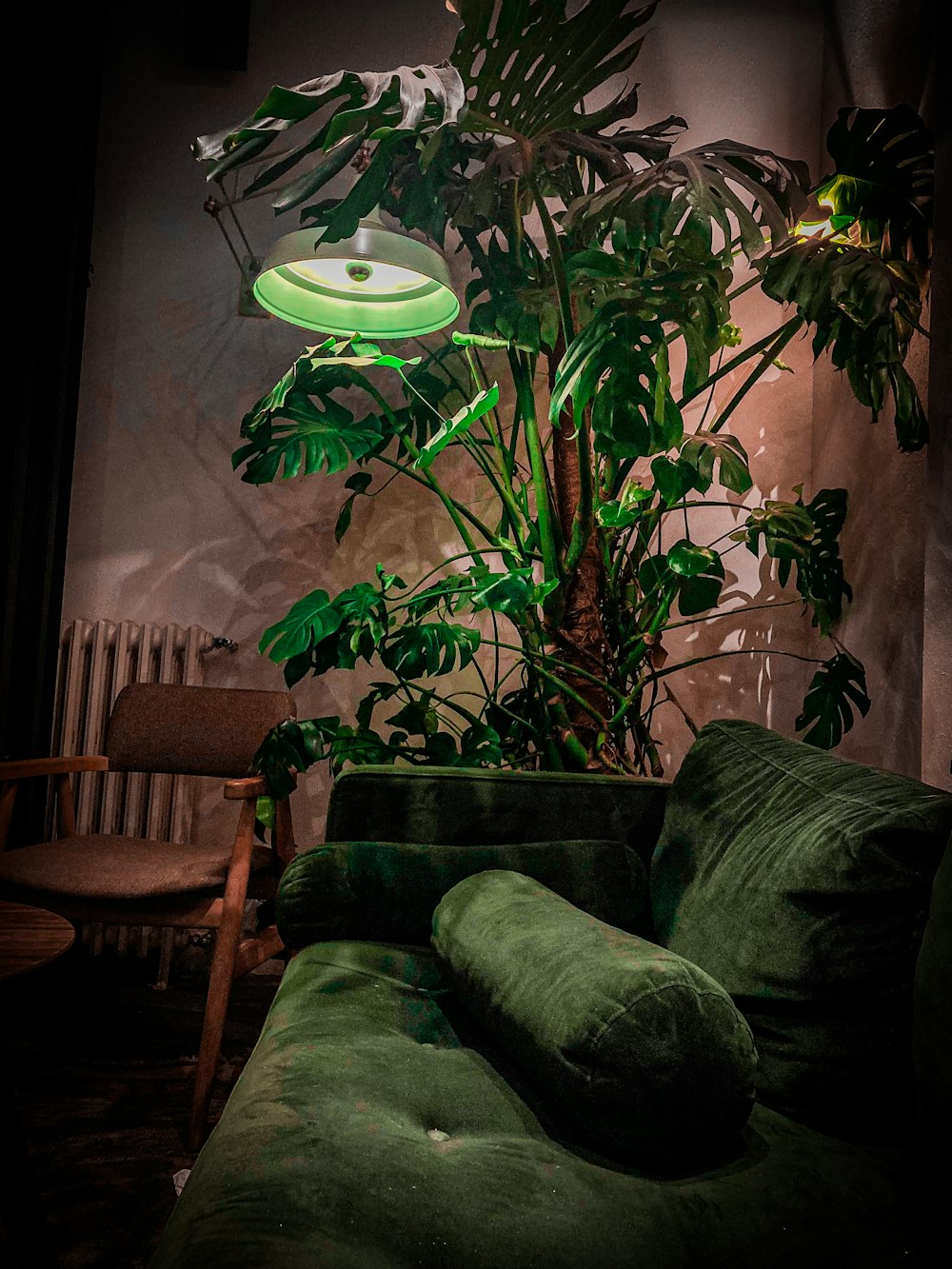 Una planta en un sofá