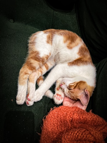 a cat sleeping on a couch