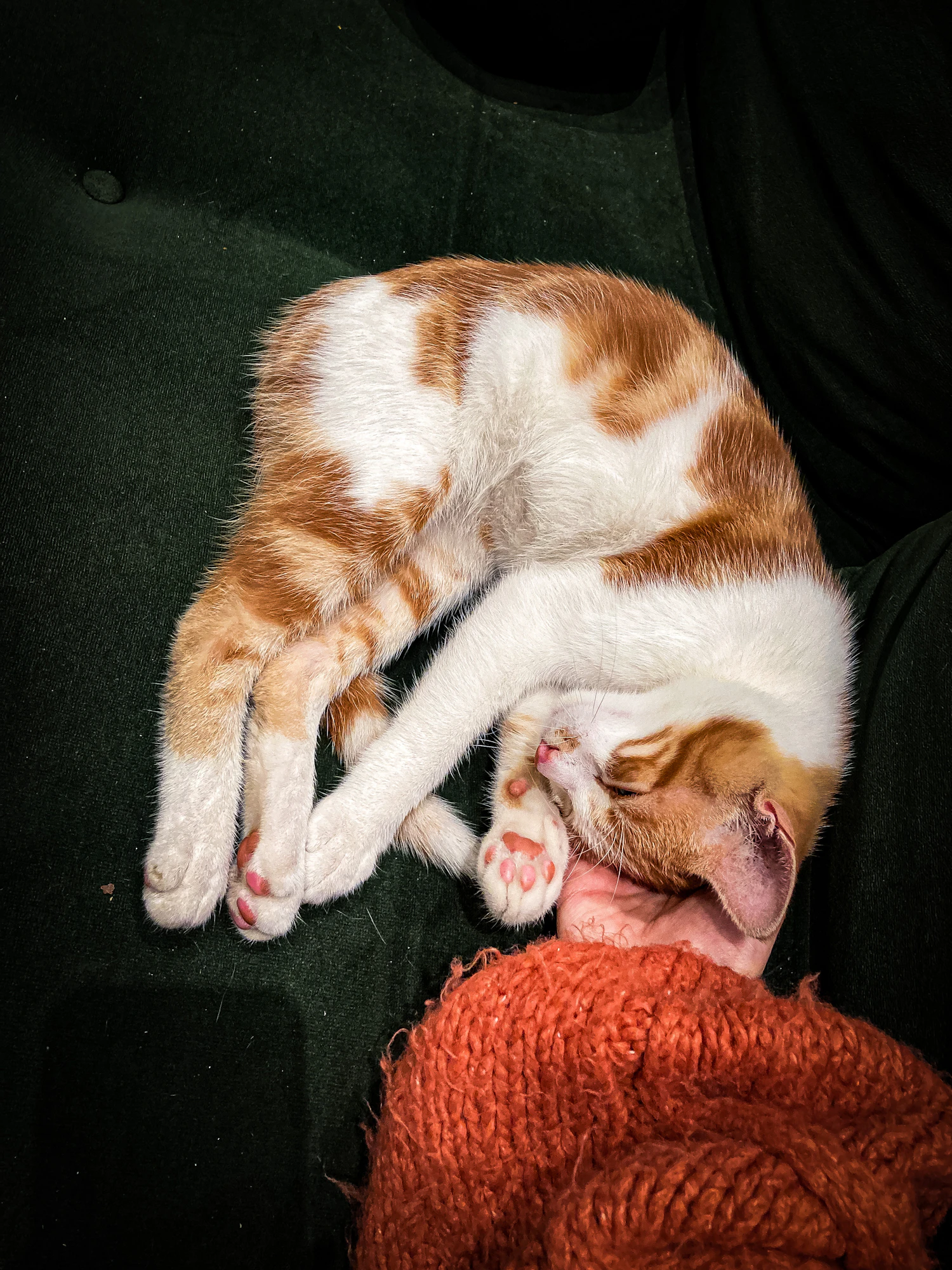 Eine Katze schläft auf einer Couch und hat engen Kontakt zu Wohntextilien