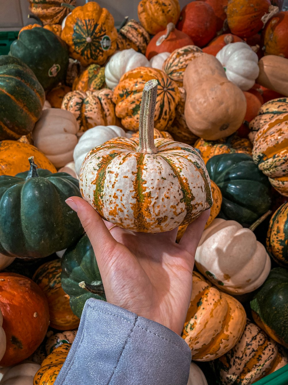 a hand holding a large pile of pumpkins