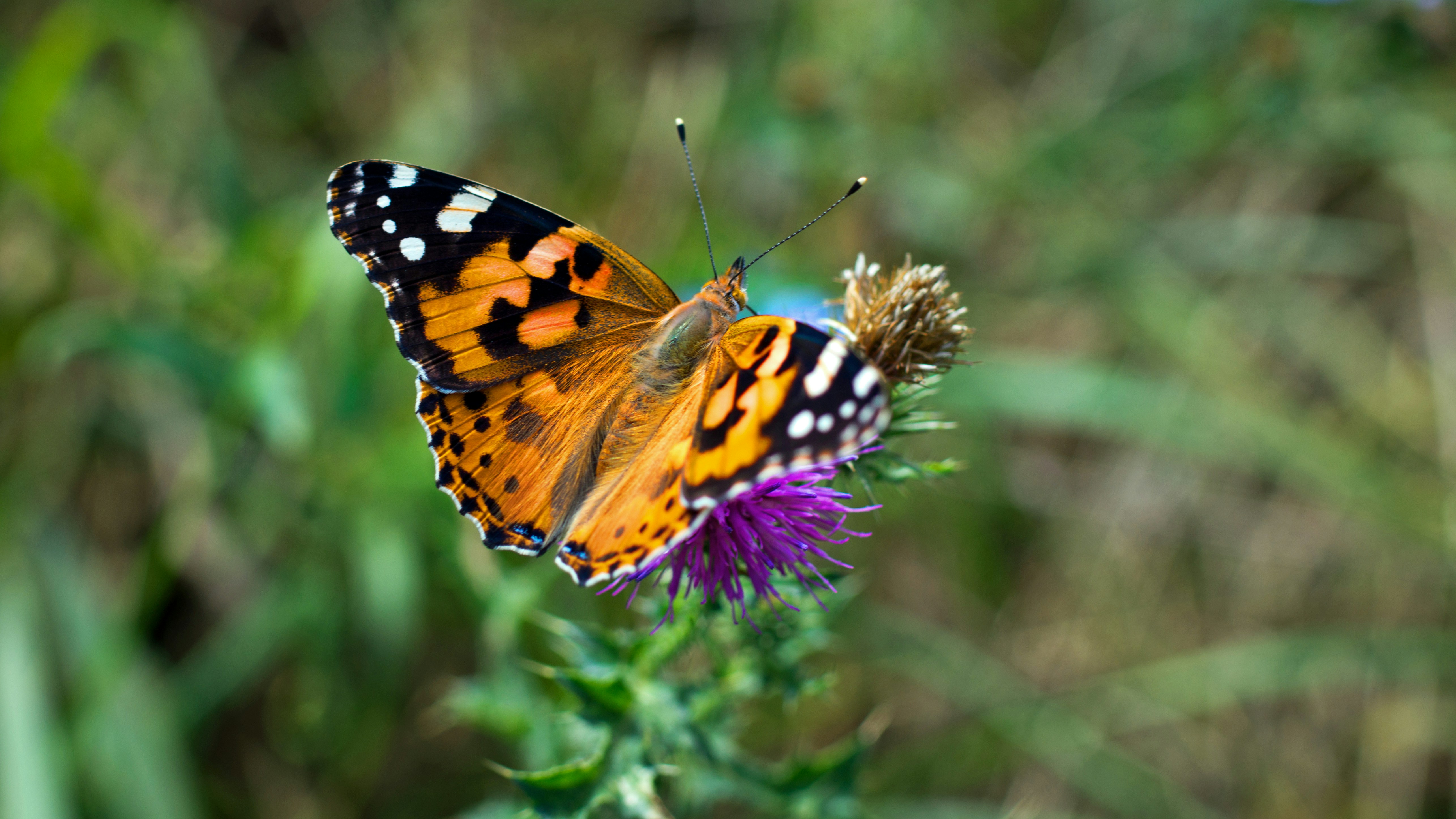 Foto zum Thema Ein schmetterling auf einer blume – Kostenloses Bild zu