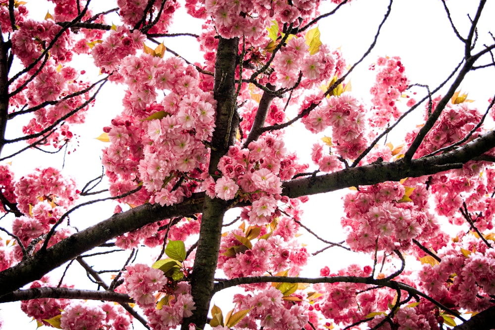 pink flowers on a tree